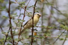 Arabian Golden Sparrow ksa 3.jpg