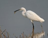 little egret dragonfly  DSCN0659.jpg