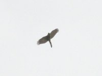 L1240413_Sparrowhawk.jpg