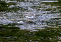 3.SpottedSandpiper.JPG