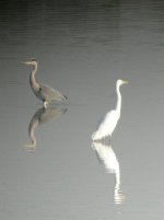 Beddington Farm Great White Egret 5.jpg