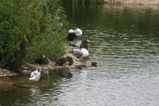 Black-headed gulls, Moorhen and duck (crop).jpg
