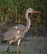 grey heron D90_DSC0522.jpg