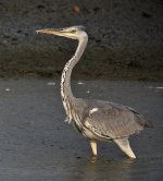 grey heron D90_DSC0453.jpg