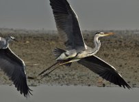 grey heron flight_DSC0343.jpg