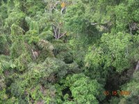 Looking down on the rain forest.jpg