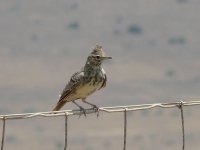 L1210500_Thekla's Lark.jpg