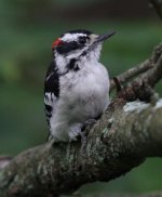 2.DowneyWoodpecker.jpg