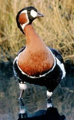 Red-breasted_Goose.jpg