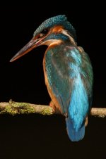 Kingfisher Websize Dsc00287.jpg