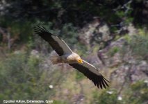 EgyptianVulture Websize Imgp2380.jpg