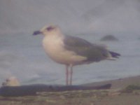 Gull ID.JPG