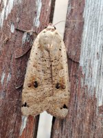 Large Yellow Underwing.jpg