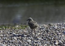 Common Gull youngster.jpg
