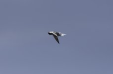 Common Tern shaking it out .jpg