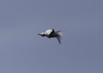 Common Tern shaking it out cropped.jpg