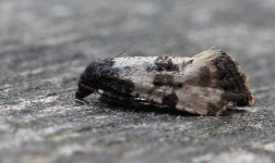 Cochylis atricapitana 030.jpg