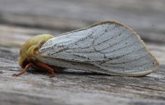 Ghost Moth 030.jpg