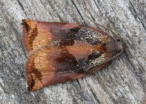 Large Fruit-tree Tortrix 030.jpg