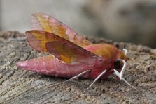 Small Elephant Hawkmoth 030.jpg