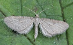 Valerian Pug 030.jpg