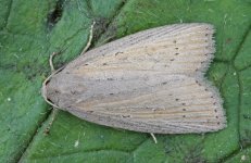 Silky Wainscot 031.jpg