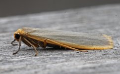 Scarce Footman 030.jpg