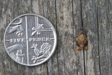 Red-barred Tortrix 031.jpg