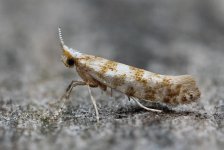 Argyresthia cupresella 031.jpg