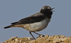 Atlas Wheatear 031.jpg