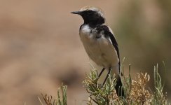 Desert Wheatear 030.jpg