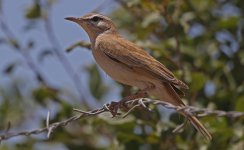 Rufous Bushchat 030.jpg