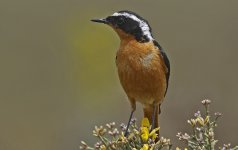 Moussier's Redstart 032.jpg