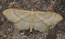 Riband Wave 002.jpg