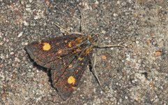 Pyrausta aurata 001.jpg