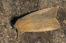 Obscure Wainscot 002.jpg