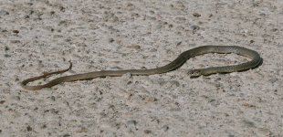 Caspian Whipsnake.jpg