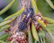 ladybird larva ex P6190001_edited.jpg