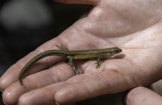 20230619 - Common lizard handheld near Alyth Burn .jpg