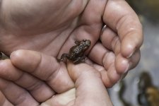 20230619 - Tiny young Toad handheld near Alyth Burn.jpg