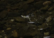 20230619 - Common lizard swimming on Alyth Burn.jpg