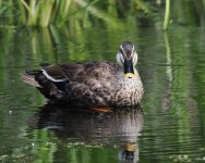 Spot Billed Duck_Karuizawa_190623a.jpg