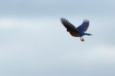 bluebird_hover.jpg