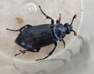 Nicrophorus sp.jpg