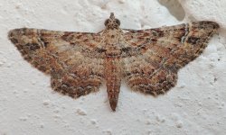 Eupithecia sp.jpg