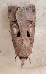 Crescent Dart Agrotis trux.jpg