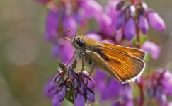 Small Skipper 001.jpg