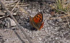 Small Copper 001.jpg