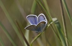 Silver-studded Blue 002.jpg