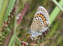 Silver-studded Blue 030.jpg